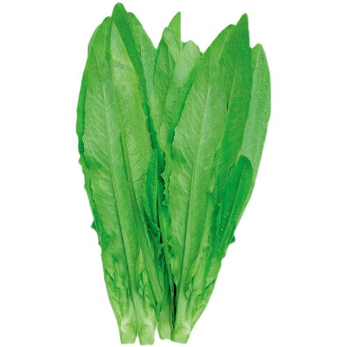 蔬菜种子阳台四季种菜种籽小白菜生菜香菜菠菜荆芥油麦菜芹菜茴香 - 图3