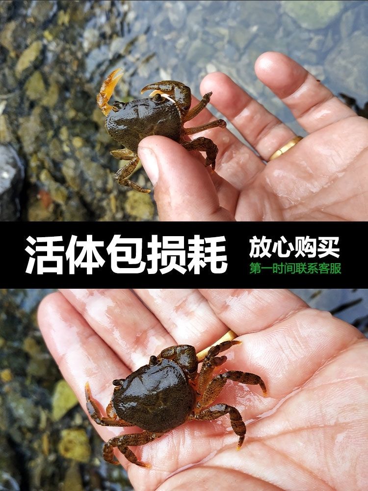 原生溪流蟹小螃蟹宠物相守蟹辣椒蟹越观赏山螃蟹鲜活水族箱童年玩 - 图0