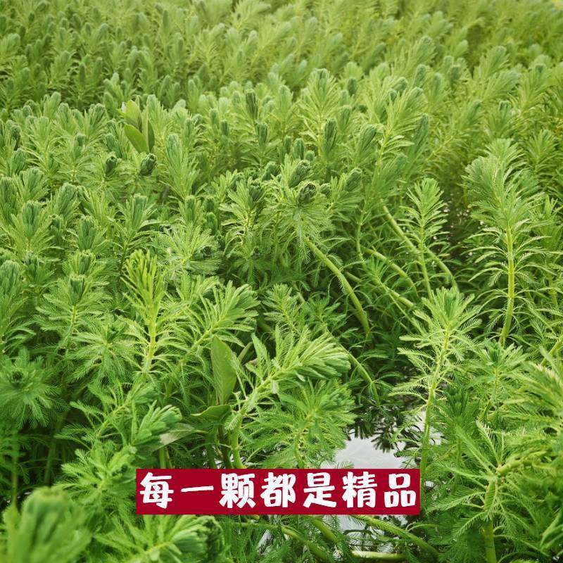 狐尾藻鱼缸造景植物净化水质养殖水培小龙虾水草淡水盆栽狐尾草,淘宝优惠券,粉丝福利购,淘宝优惠卷