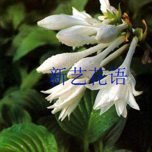 庭院地被植物花坛绿化室内盆栽地栽白玉簪花紫玉簪花既观叶又观花 - 图3