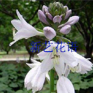 庭院地被植物花坛绿化室内盆栽地栽白玉簪花紫玉簪花既观叶又观花 - 图0