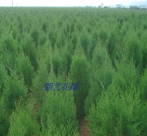 绿化苗四季常青行道灌木松柏侧柏扁柏侧柏树苗香柏可以嫁接龙柏 - 图2