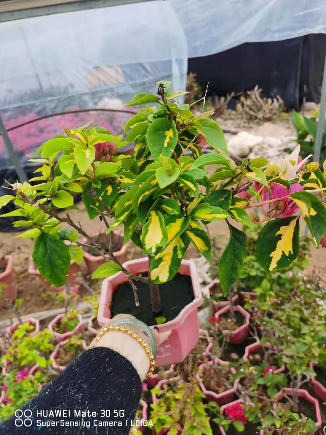 金心双色三角梅本店满48元自动包邮,淘宝优惠券,粉丝福利购,淘宝优惠卷