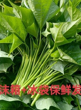 新鲜红薯叶无农药自然成熟绿色叶子新鲜蔬菜现摘现发地瓜叶子