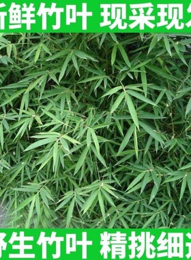 新鲜树叶青竹叶新鲜嫩芽可食用野生新鲜叶子清热纯天然现摘现发