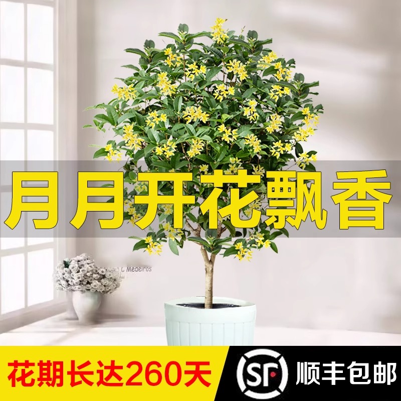 永福花乡园艺四季桂花盆栽浓香型 四季桂花树 桂花树苗 带花苞 - 图0