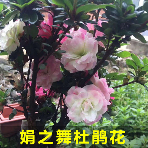 永福花乡园艺 皋月杜鹃 娟之舞杜鹃花 鹃之舞杜鹃 夏娟 碧空 五 - 图0