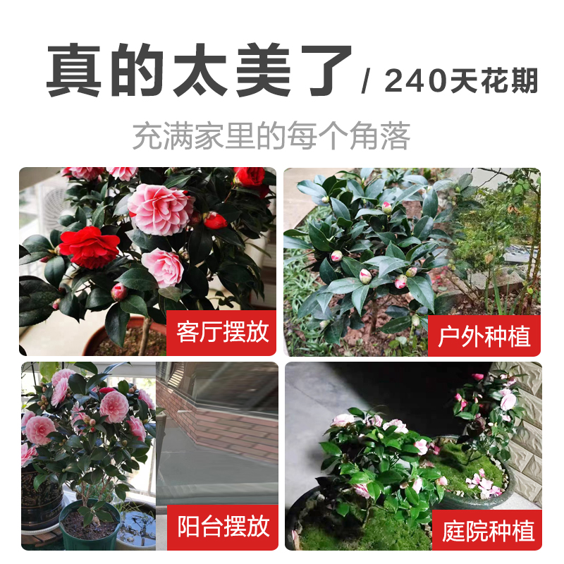 永福花乡园艺 五色赤丹茶花 茶花树苗四季开花 茶花盆栽 山茶花 - 图3