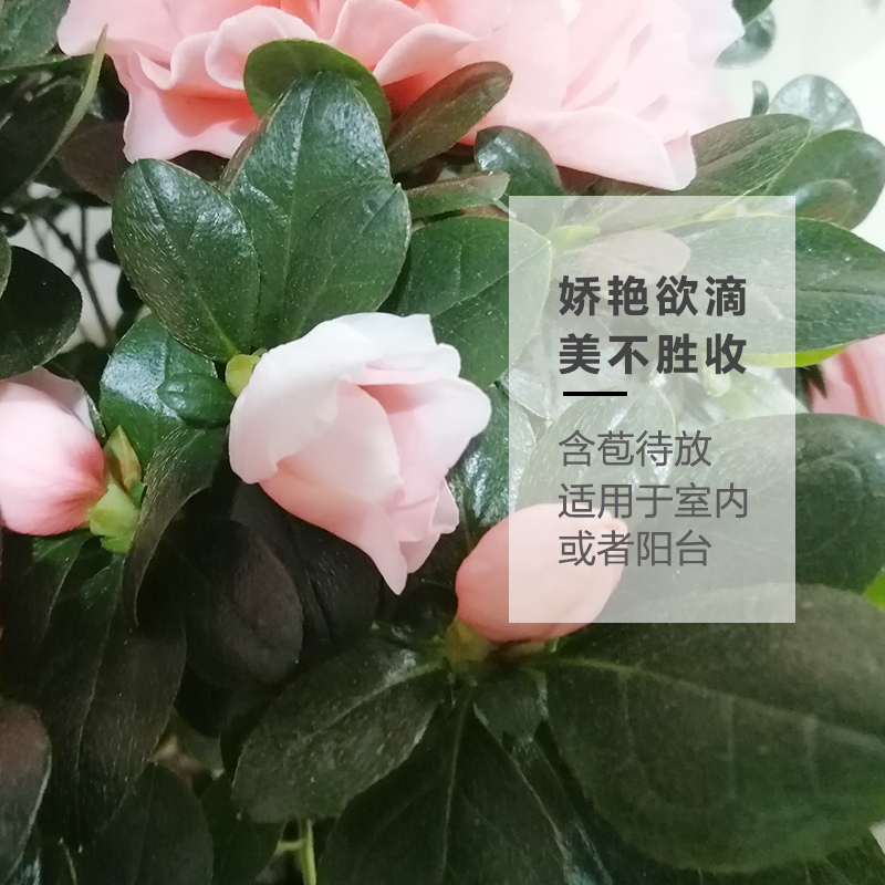 永福花乡园艺 西玛杜鹃花盆栽 杜鹃西玛 大苗比利时杜鹃 西玛杜鹃 - 图1