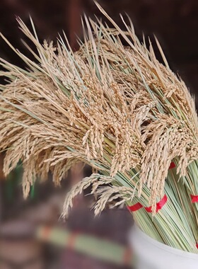稻穗干花桌面装饰拍摄道具真花