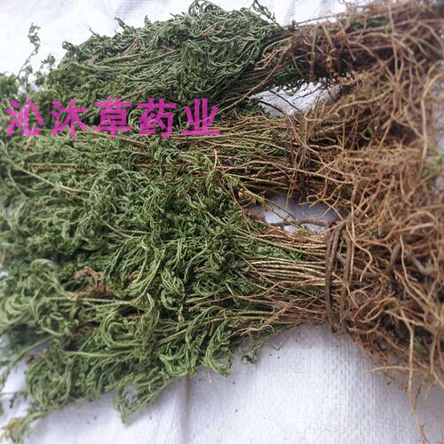 正宗石上柏中草药深绿卷柏中药材地侧柏广西红根梗地柏草新鲜干货 - 图0