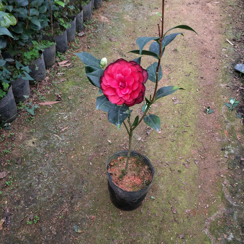 金碧辉煌茶花苗盆栽黑赤丹茶花福建品种茶花红赤丹粉丹系列绿植