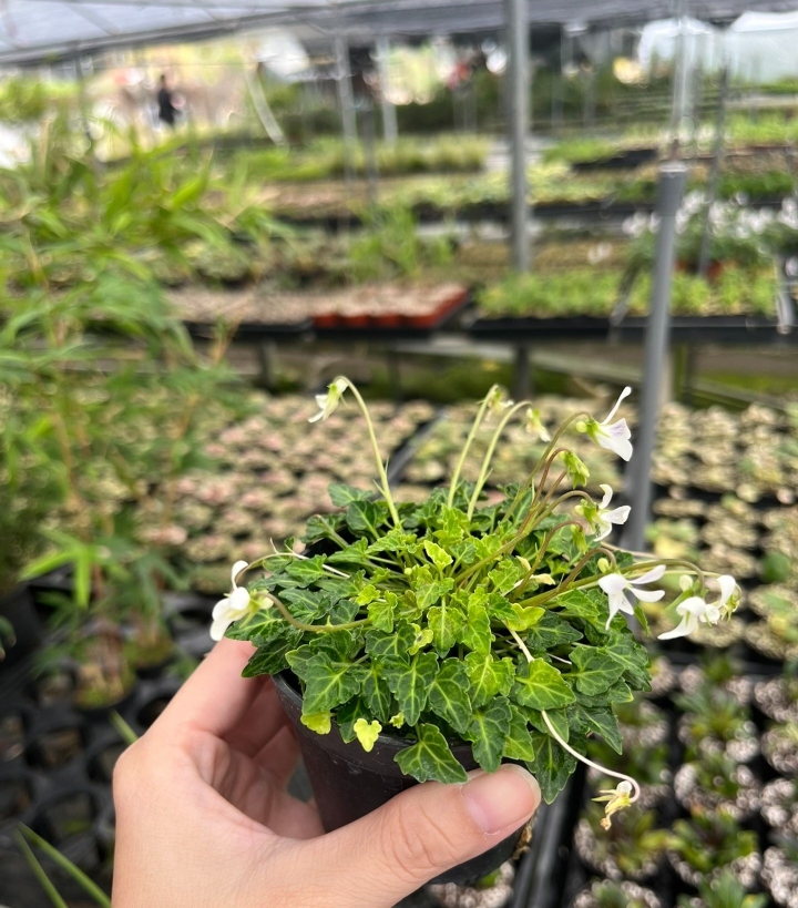 姬堇菜 八重山屋久岛 日本迷你微型堇菜山野草盆栽植物清仓 - 图2