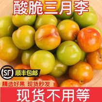 Fresh plum fruit 5 catties now removed Sour Crisp Sanhua Li Pregnant Woman Fruit Acid Green Plum March Li Zi