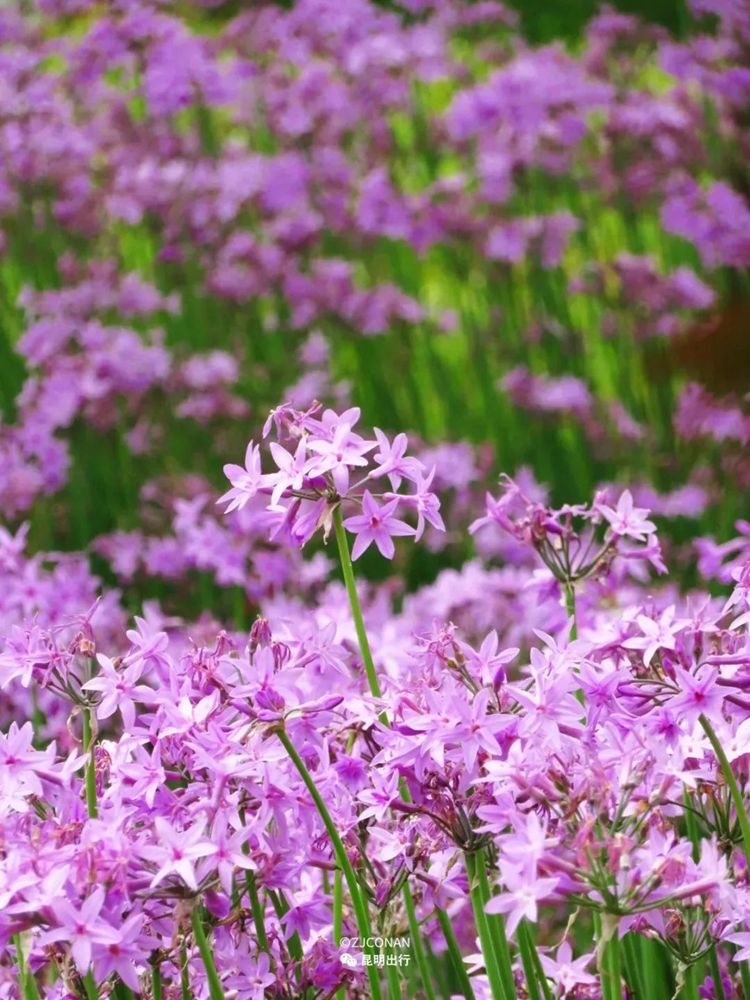 多年生宿根花卉庭院  紫娇花  花园植物苗耐寒耐热易种好活【5赠1 - 图0