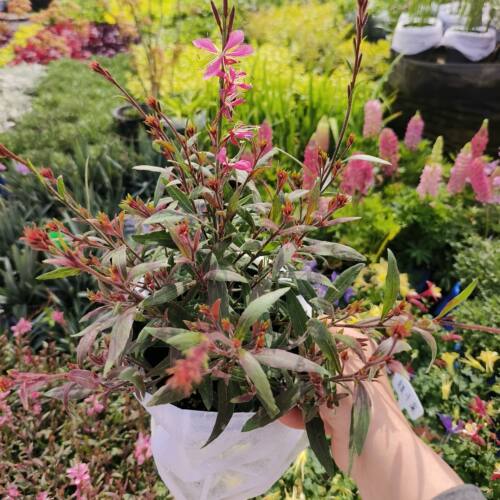 冬千鸟花山桃草盆栽室外耐寒耐热耐晒多季开花植物庭院多年生花卉 - 图3