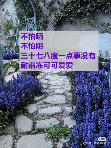 花叶筋骨草常绿宿根耐热耐寒耐阴荫地被花园拼色盘阳台趣味盆栽苗 - 图1