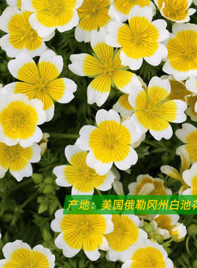 滋润肤感好美国白池花籽油