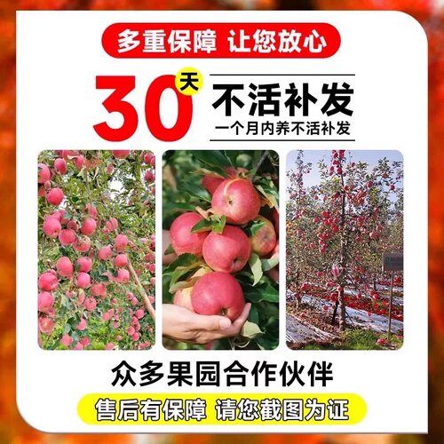 嫁接维纳斯黄金苹果树果苗晚熟奶油苹果树苗南北方庭院盆栽地栽苗 - 图3