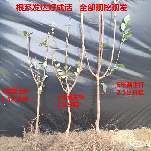 黄元帅苹果树苗南北方庭院地栽盆栽种植矮化特大果嫁接苗当年结果 - 图2