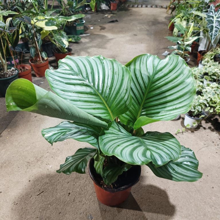 大苹果竹芋盆栽彩叶植物室内吸甲醛北欧风大叶青苹果竹芋圆叶竹芋-图0