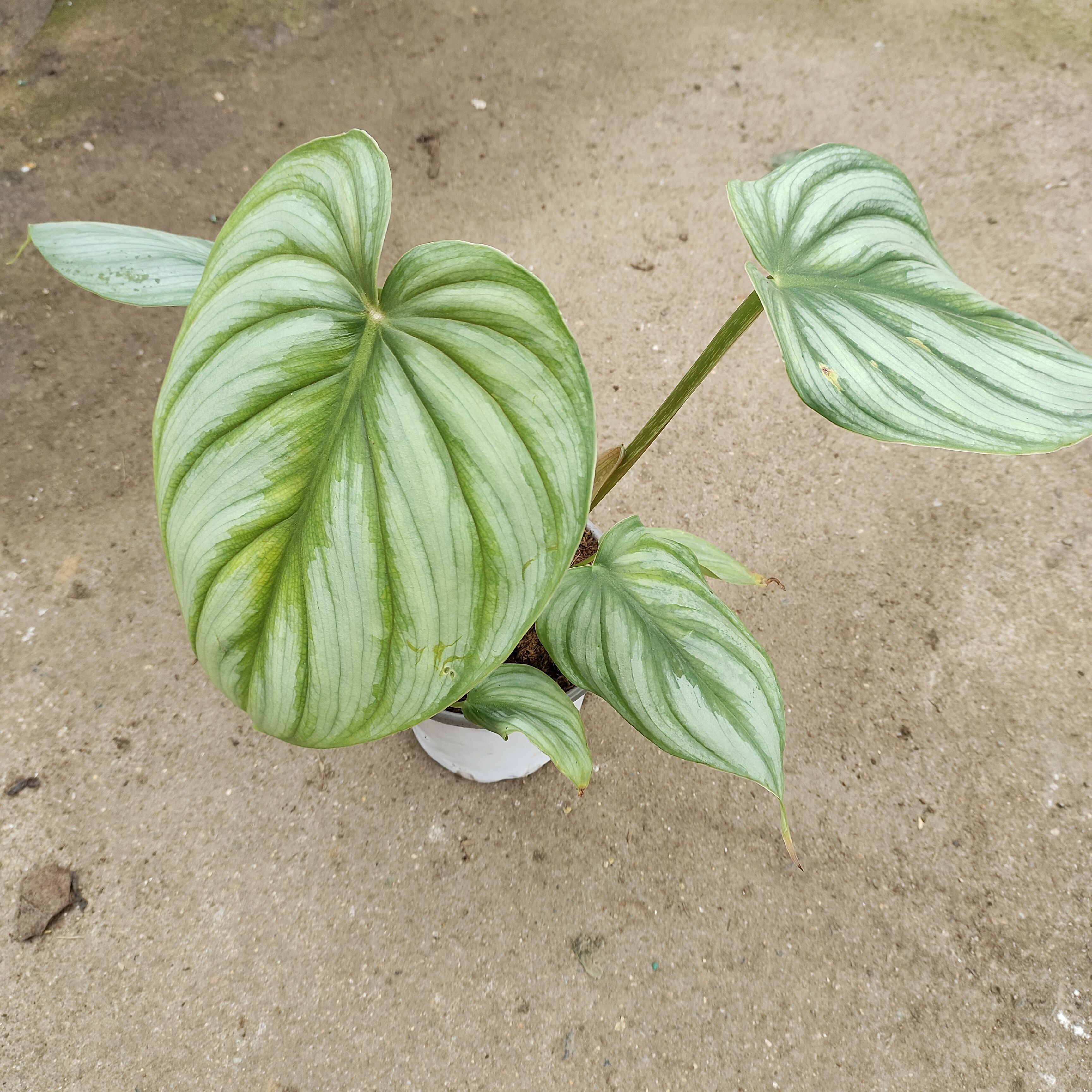 快乐植物西瓜皮碧浪蔓绿绒室内ins风观叶绿植净化环境网红植物-图2