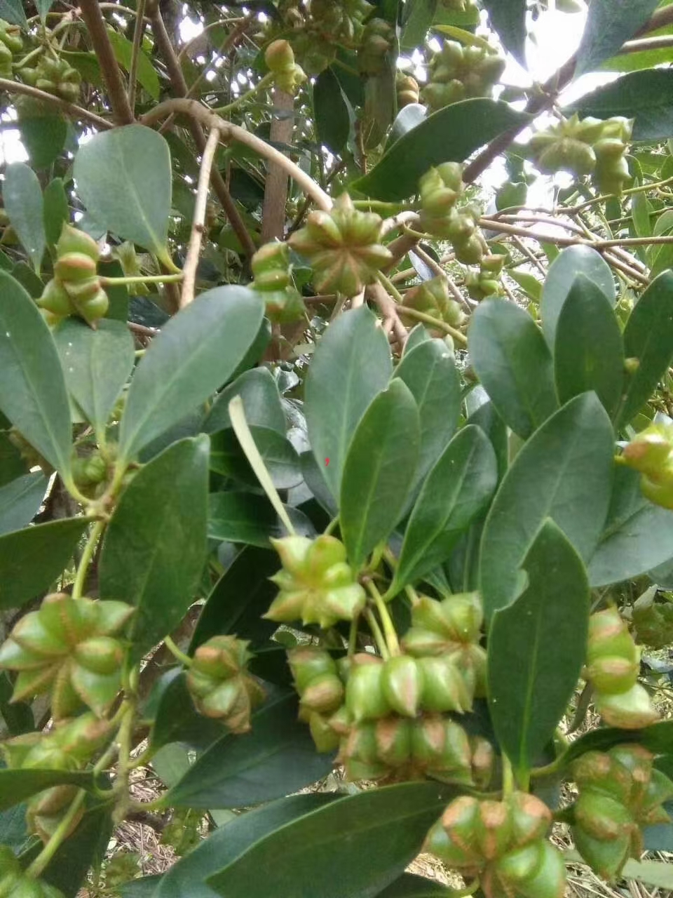 广西八角大料干货大茴香500g无硫新货香料卤料香叶桂皮花椒调味料 - 图0