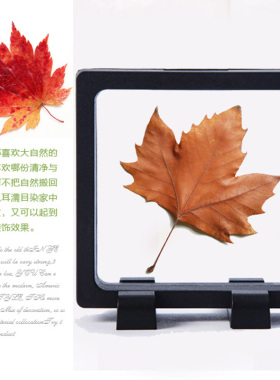 透明植物树叶标本动物相框昆虫