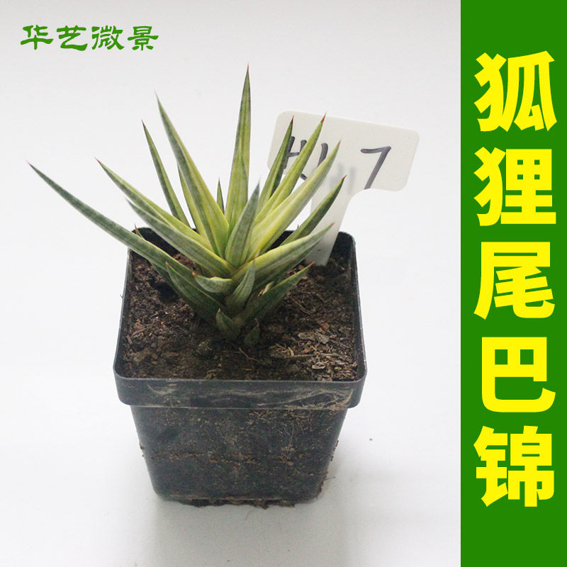 华艺微景 长狐狸尾巴虎尾兰泰国进口稀有品种收藏级虎