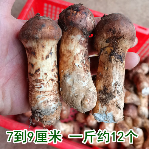 现货新鲜野生松茸菌出口级云南香格里拉土特产野山菌蘑菇顺丰包邮 - 图1