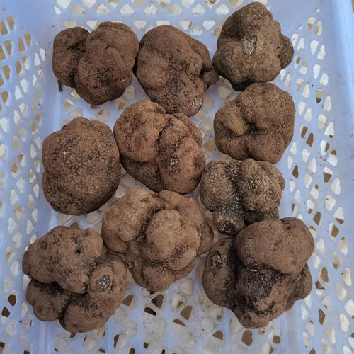 现货新鲜野生黑松露菌成熟黑色云南块菌猪拱菌白松露野生菌发顺丰 - 图1
