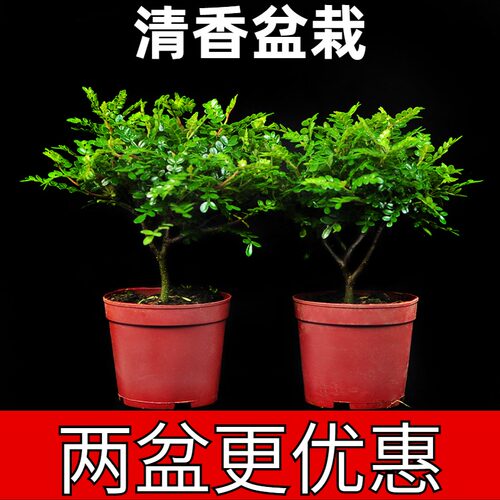 清香木盆栽竹柏四季常青室内驱蚊木本植物好养耐活盆景绿植胡椒木 - 图1