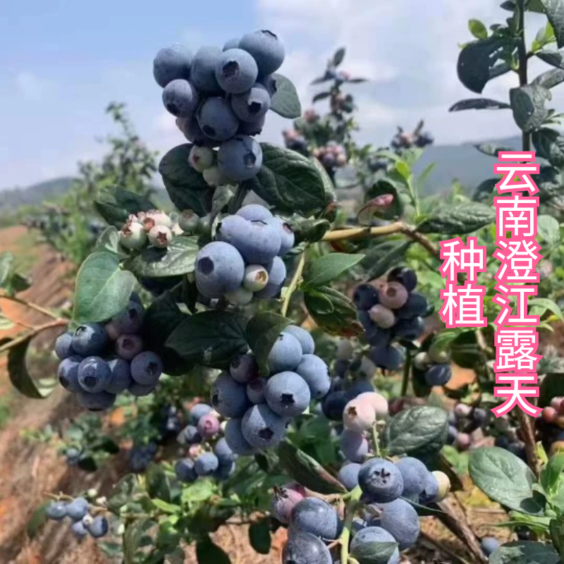 露天种植云南澄江抚仙湖特级蓝莓基地直发新鲜采摘水果高端品种 - 图2