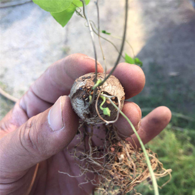 南非龟甲龙植物小苗裂纹美观实生块根类植物爬藤阳台花卉组合盆栽 - 图0