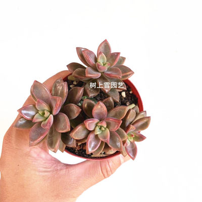 多肉植物姬胧月老桩包邮悬崖景天肉肉云南室内小盆栽阳台花卉绿植 虎窝淘