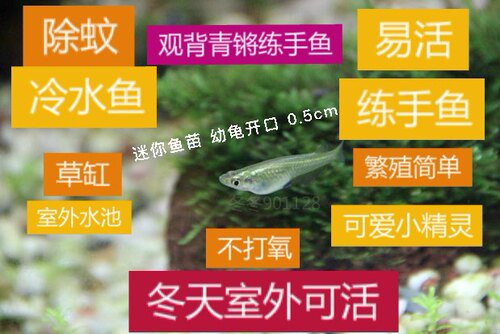 中华青鳉鱼非普通桂系 观背青鳉   小型鱼群游  除油膜活体饲料 - 图0