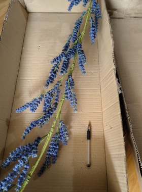 有花穗没有叶子蓝色长藤类似薰衣草整理时细豆豆偶尔脱落介意慎拍