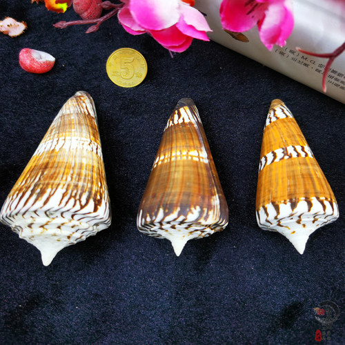 稀有天然海螺贝壳红砖芋螺海军上将芋螺将军芋螺字码芋螺标本收藏 - 图1