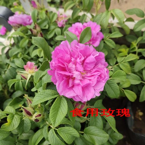食用玫瑰花苗盆栽大马士革香水平阴玫瑰苗丰花一号嫁接苗春季开花 - 图1
