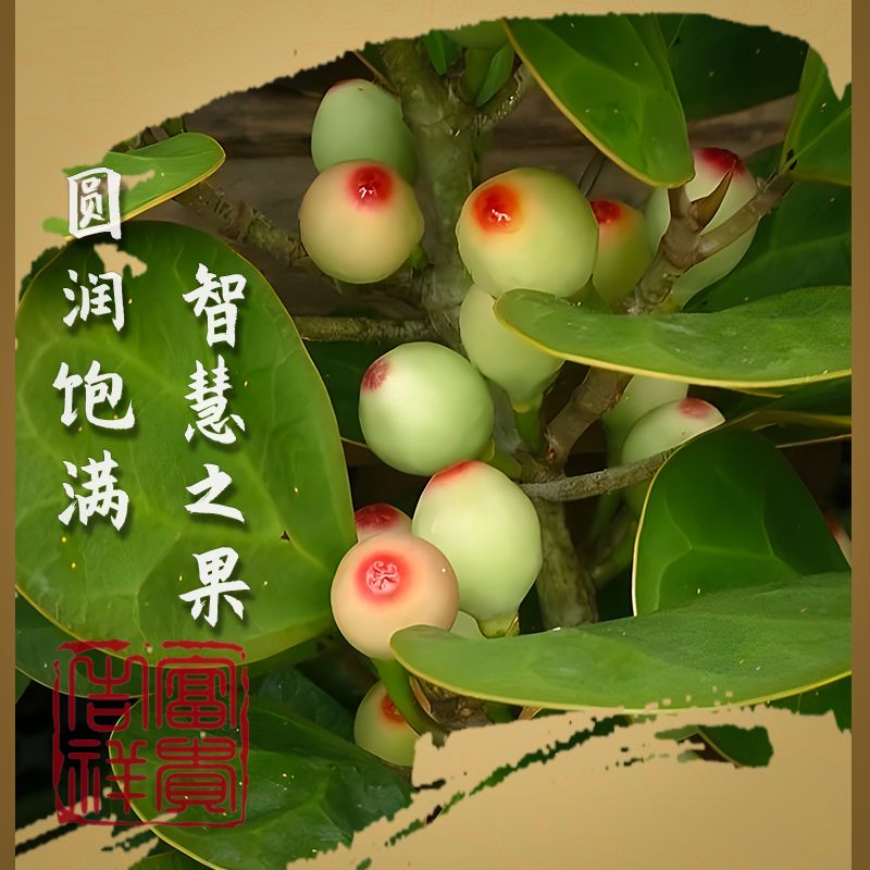 菩提树盆景小盼菩提盆栽中式禅意小盆栽室内观果绿植创正宗菩提树-图3