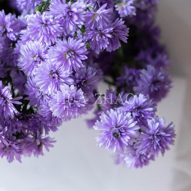 紫色孔雀草鲜花 孔雀花家居插花 配花鲜花速递江浙沪皖顺丰包邮