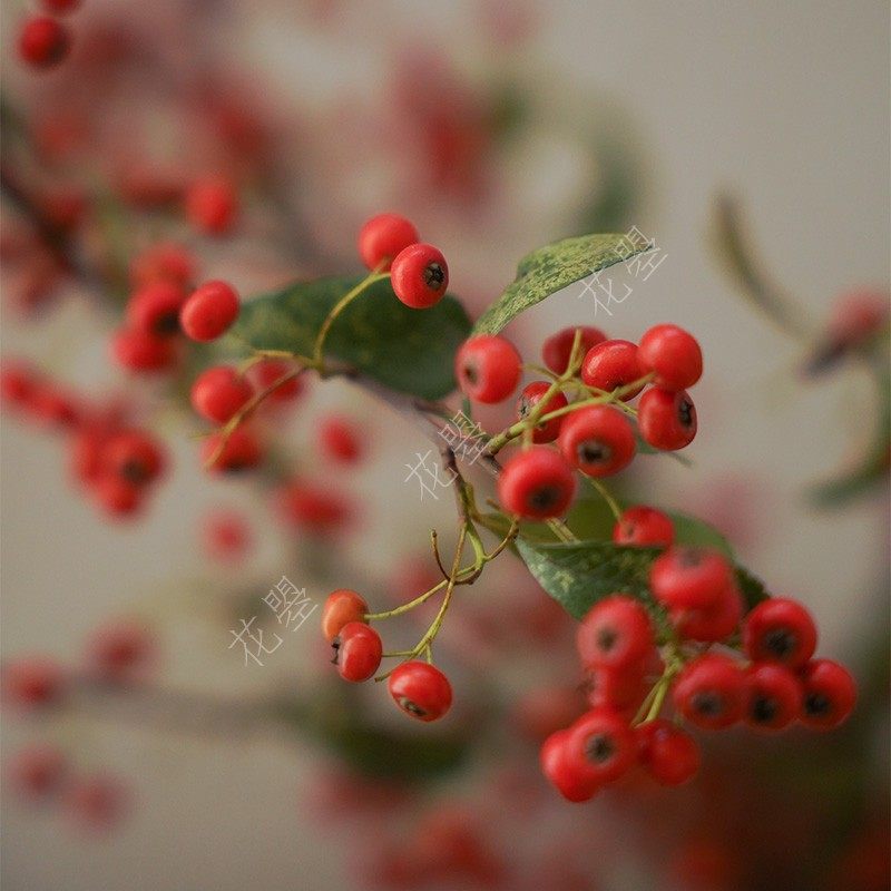 花曌 【鲜花】【家居瓶插花】【上海可发闪送】火棘果鲜切枝条,淘宝优惠券,粉丝福利购,淘宝优惠卷