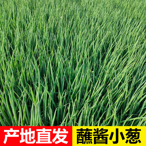 东北小香葱新鲜现挖现发小葱头农家自种蔬菜小葱头小葱头小葱头 - 图0
