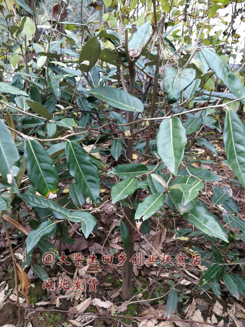 羊奶果树苗密花胡颓子苗牛虱子果苗羊山咪树苗酸甜纯甜水果苗-图3