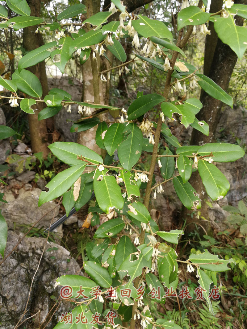 羊奶果树苗密花胡颓子苗牛虱子果苗羊山咪树苗酸甜纯甜水果苗-图2