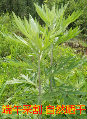 月子泡澡新鲜祛湿驱寒买2送1艾叶
