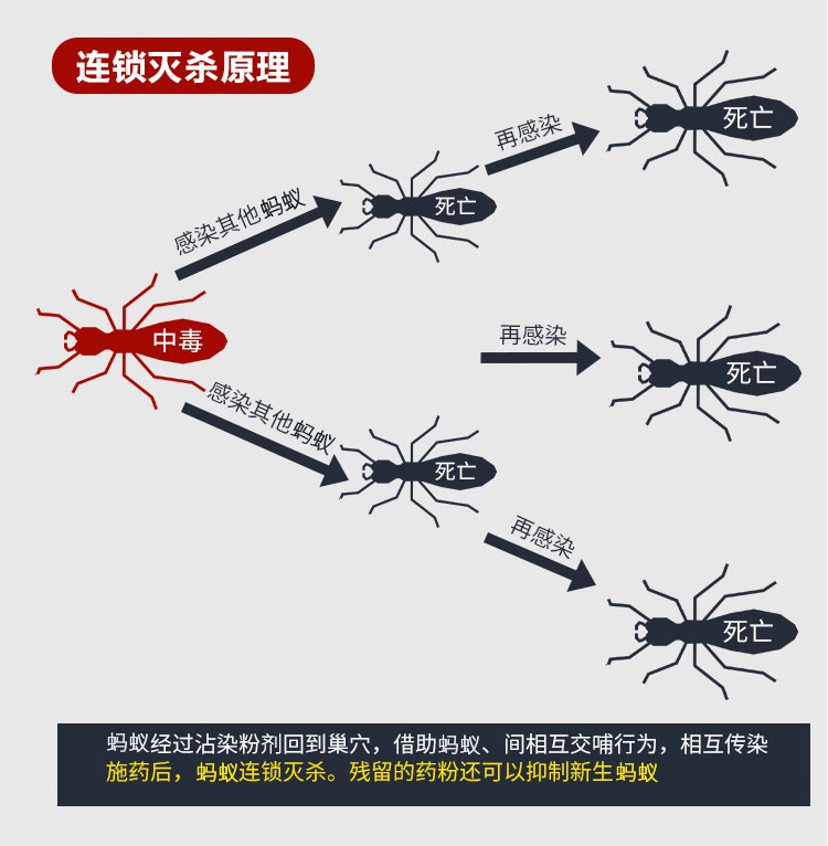 10袋装蚂蚁药灭蚁饵剂灭蚁清杀黄黑红蚂蚁粉家用室内传染全窝端 - 图2