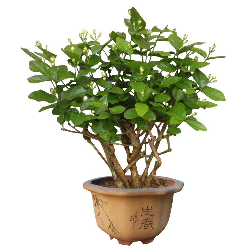 11.5更新一物一拍重瓣茉莉花盆栽独杆双杆老桩老树独桩盆景植物 - 图2