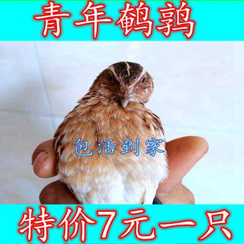 诱饵鸟青年鹌鹑7元1只包邮养殖场直发下蛋鹌鹑鸟活体宠物手玩特价 - 图1