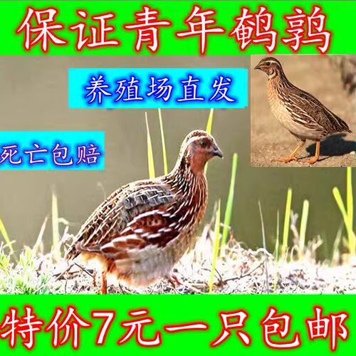 诱饵鸟青年鹌鹑7元1只包邮养殖场直发下蛋鹌鹑鸟活体宠物手玩特价 - 图3